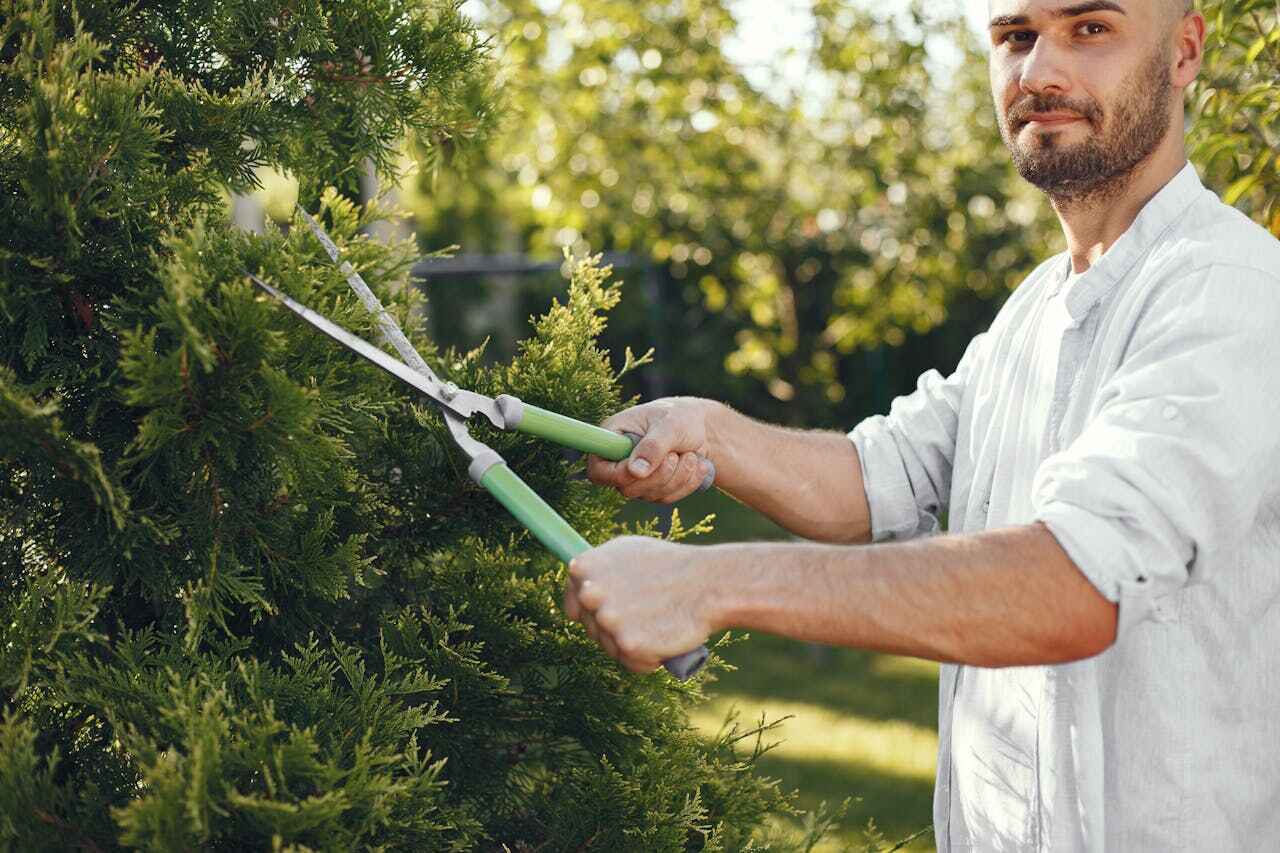 Professional Tree Service in Magna, UT